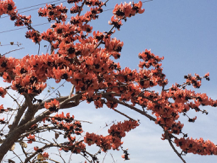 Blooms